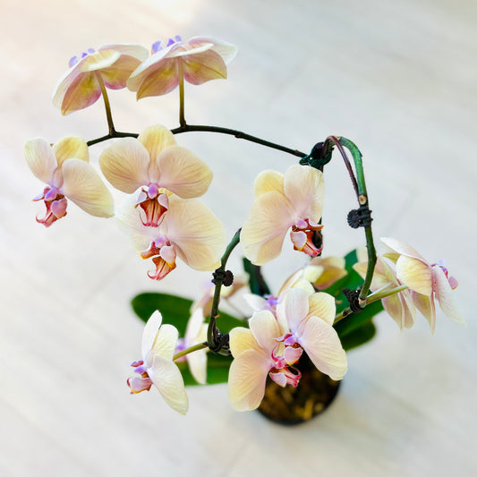 Phalaenopsis Orchid