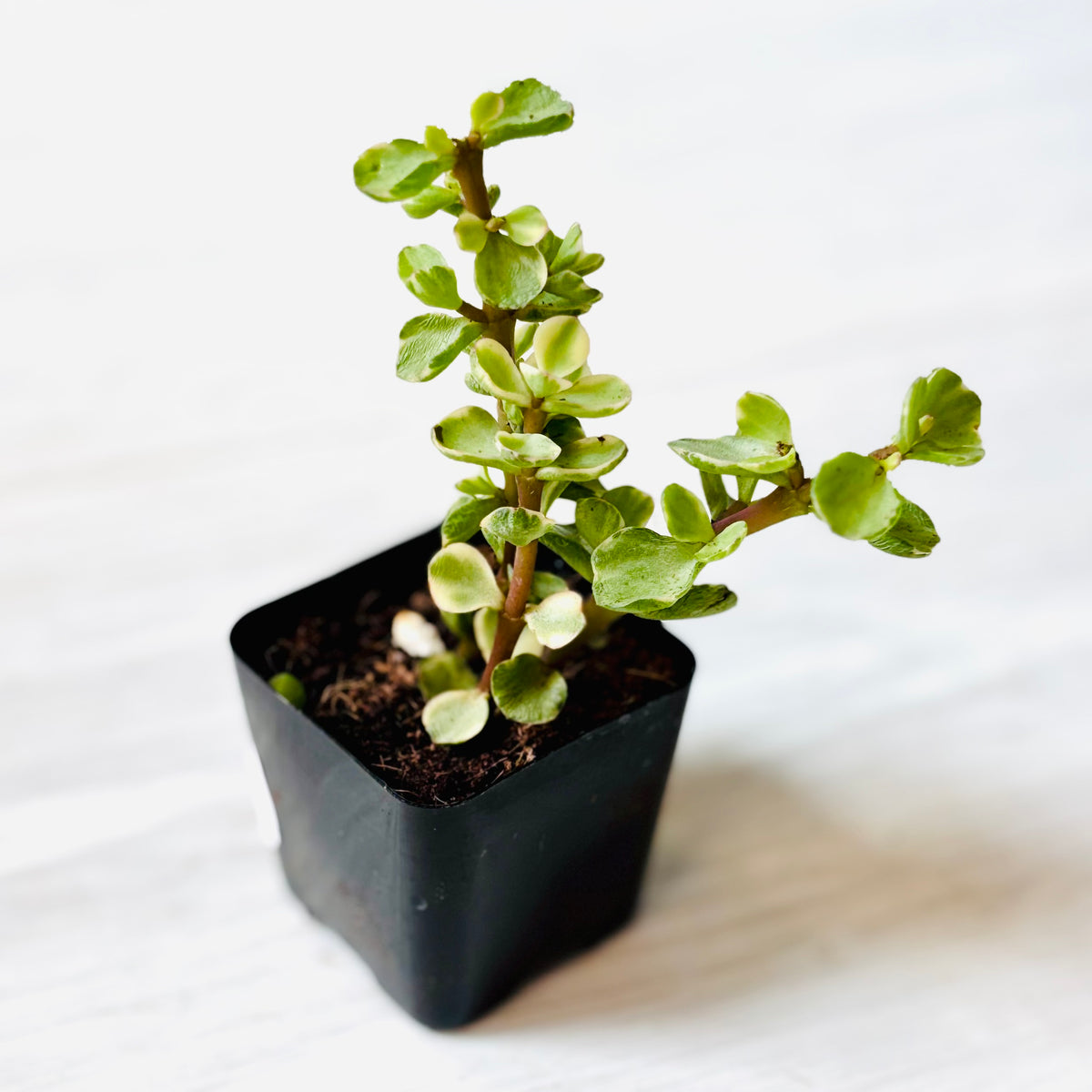 Succulents- Assorted 2"