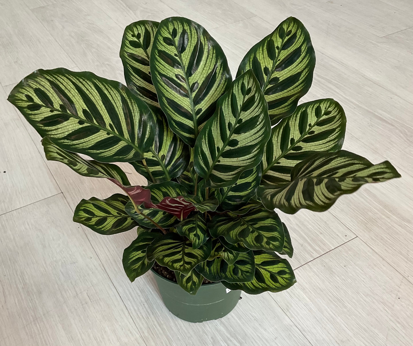 Makoyana Calathea