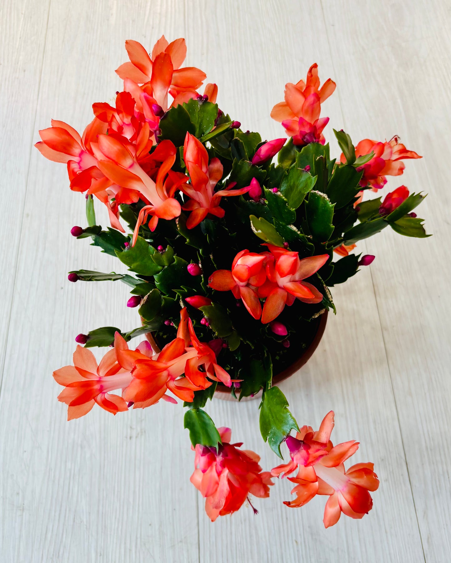 Thanksgiving Cactus