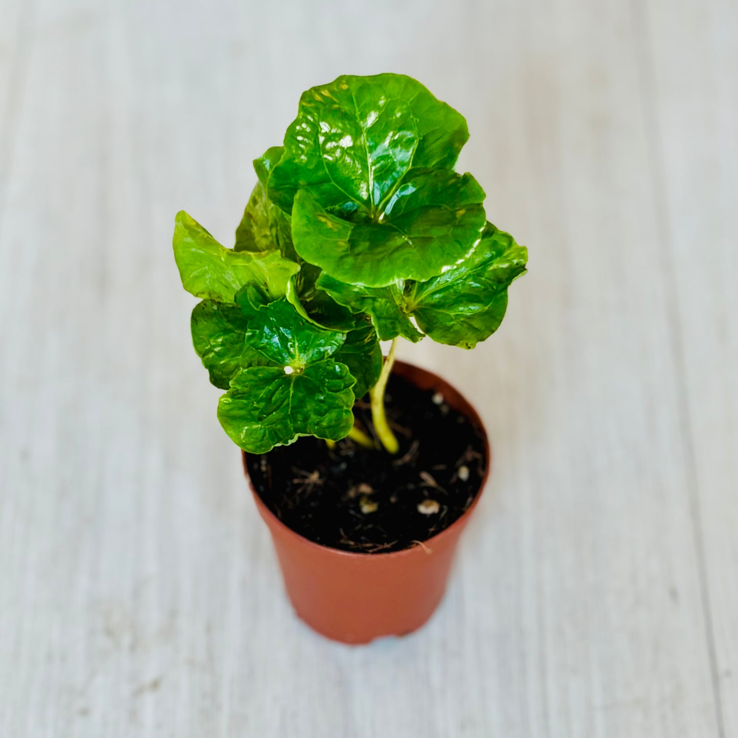 Houseplants - Assorted 2"