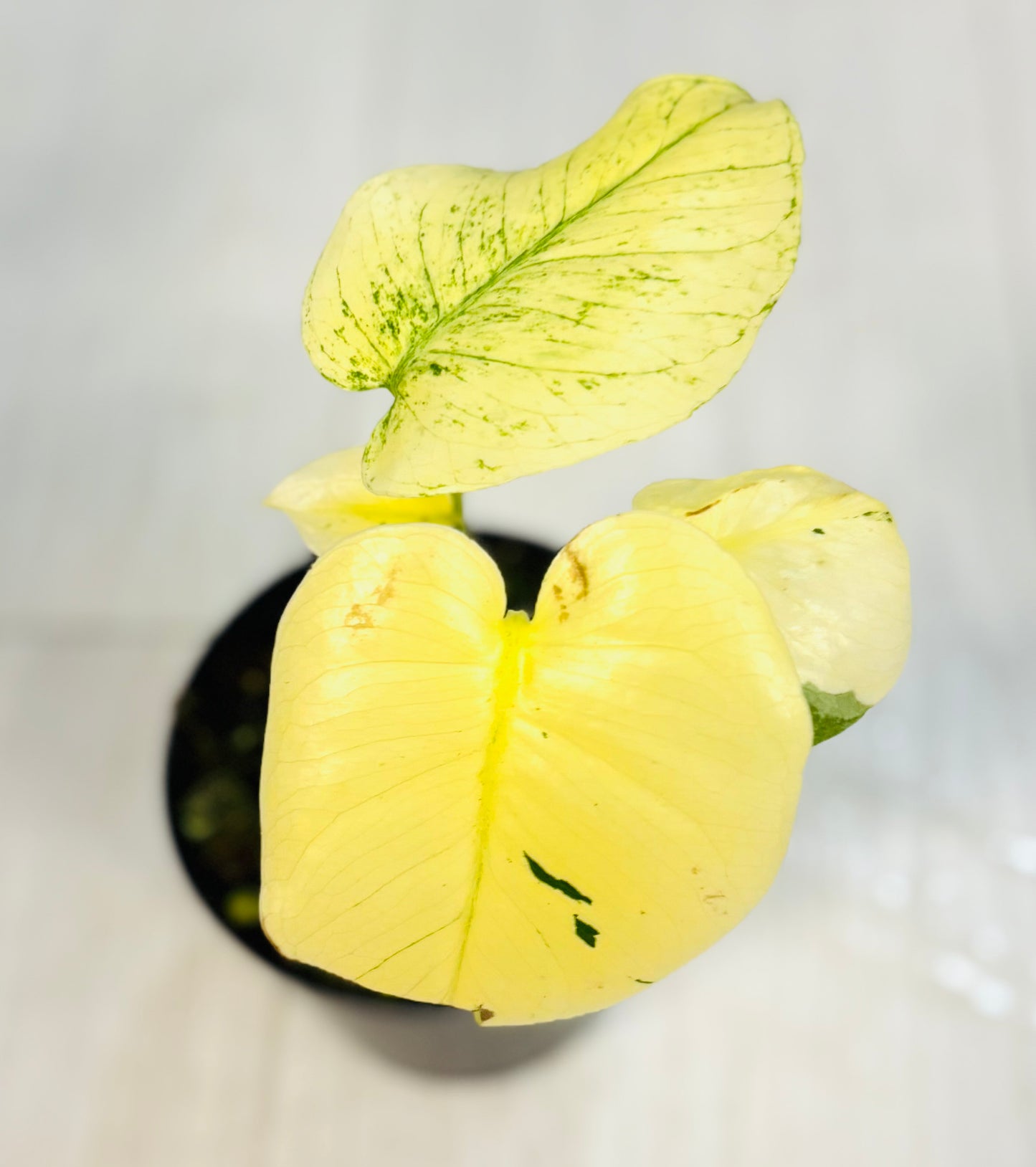 White Monster Monstera