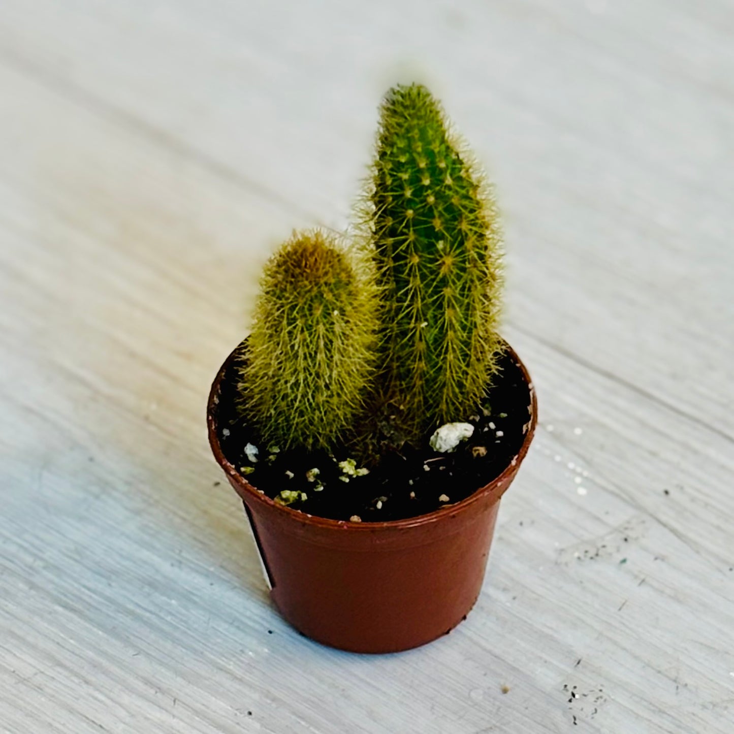 Cactus - Assorted 2"