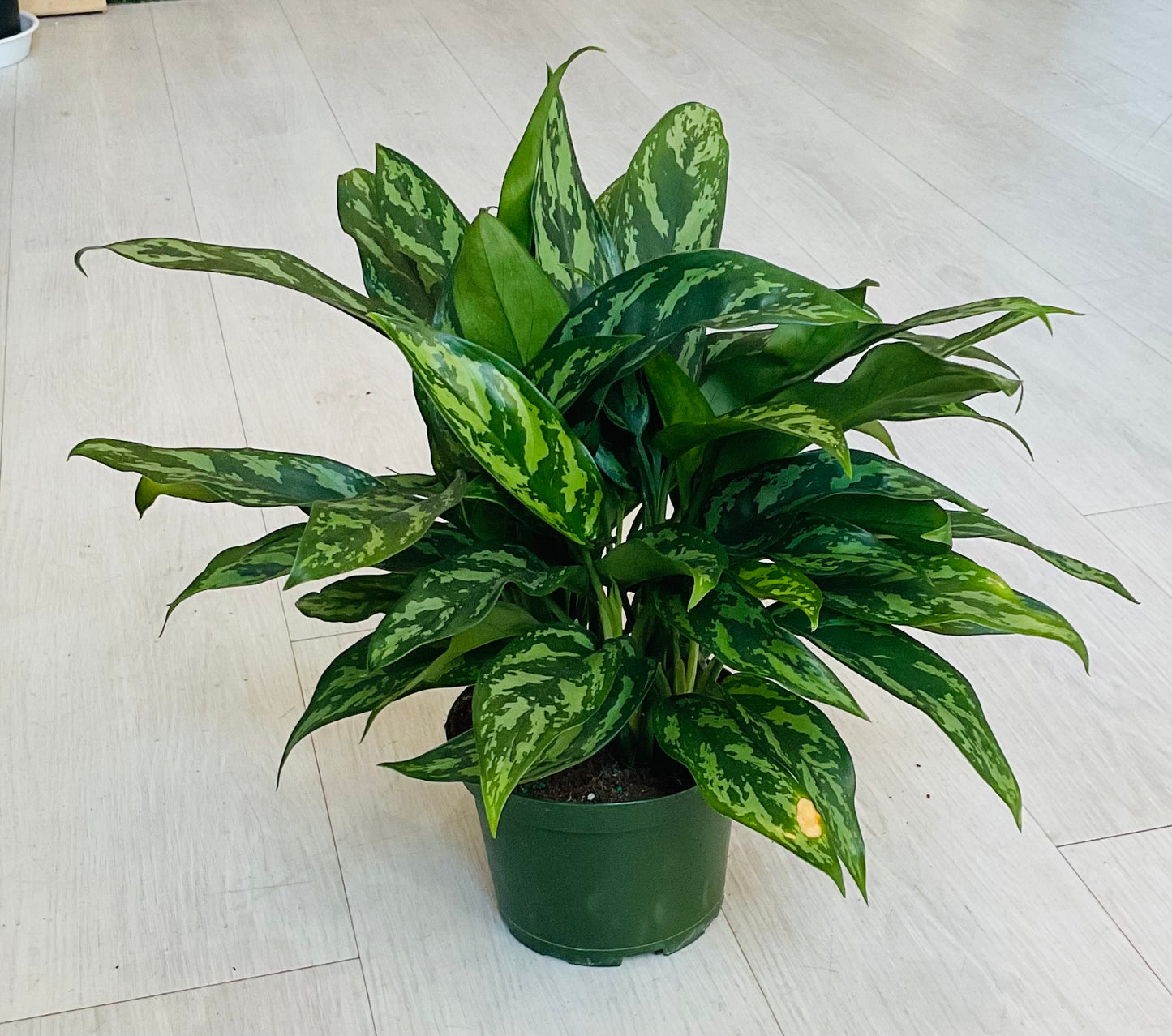 Maria Aglaonema