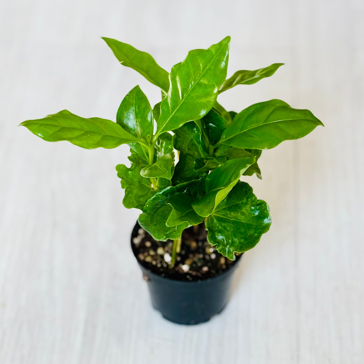 Houseplants - Assorted 2"