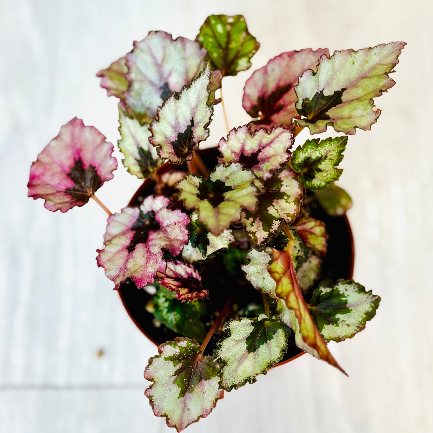 Rex Begonia