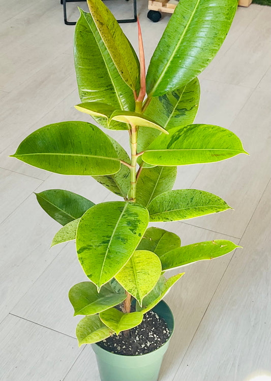 Ficus Moonshine