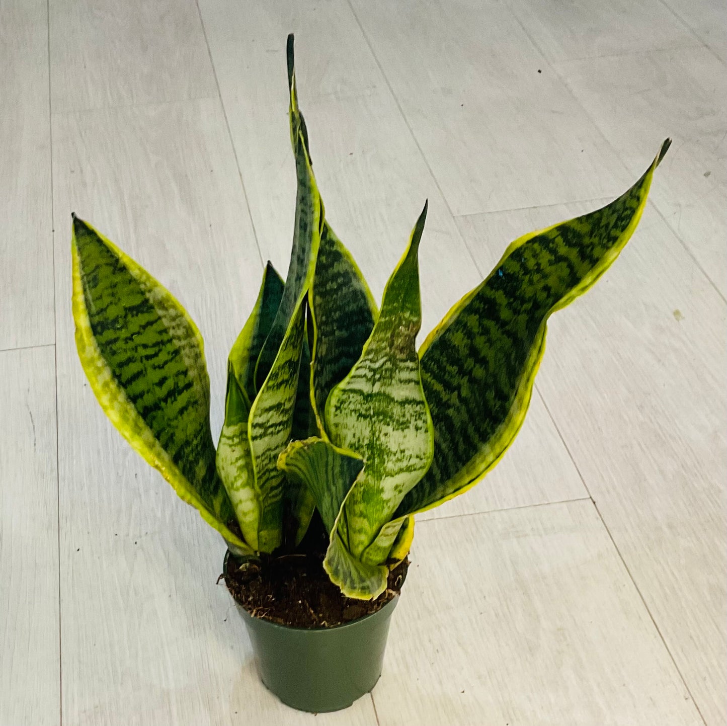 Laurentii Snake Plant