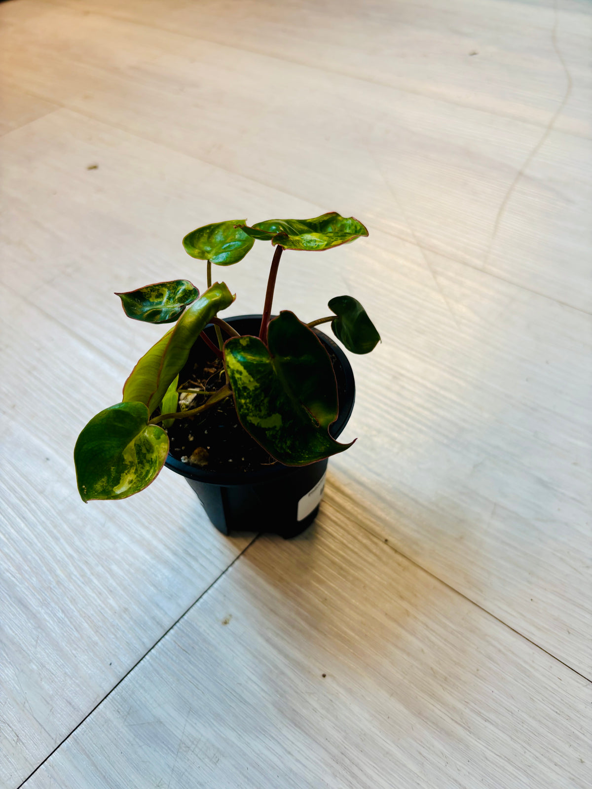 Philodendron Billietiae Variegated