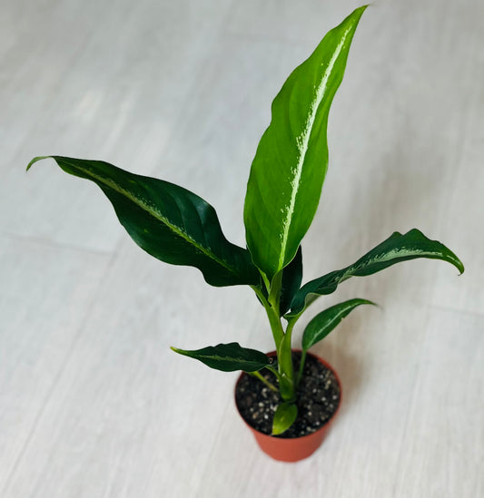 Green Magic Dieffenbachia