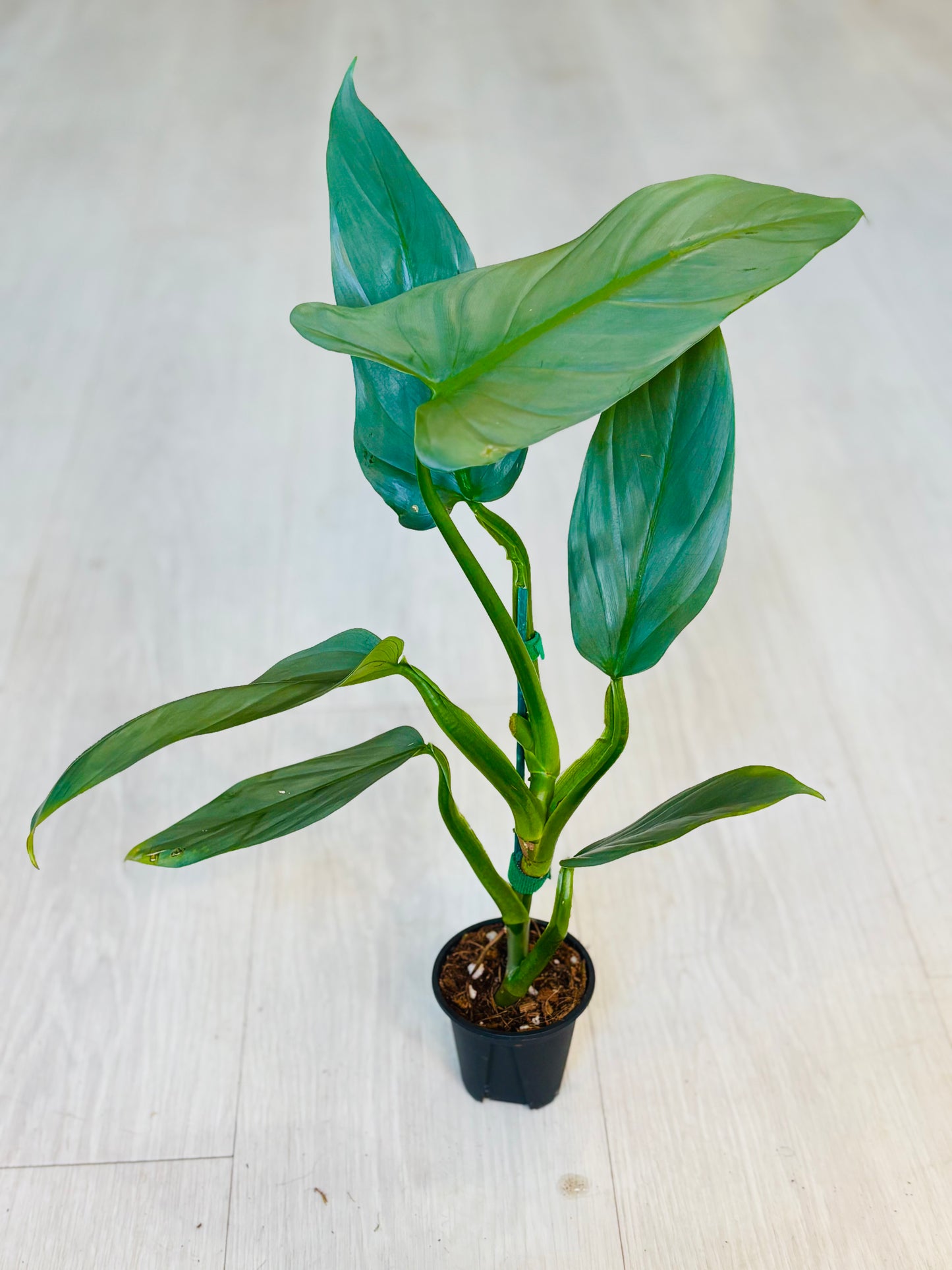 Silver Sword Philodendron