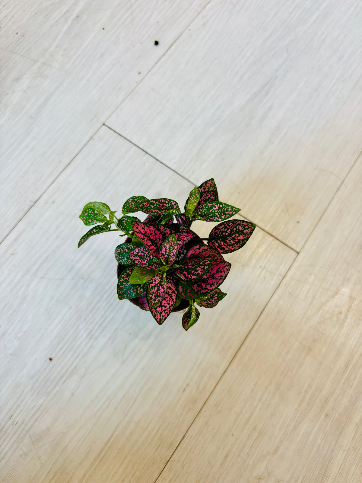 Houseplants - Assorted 2"