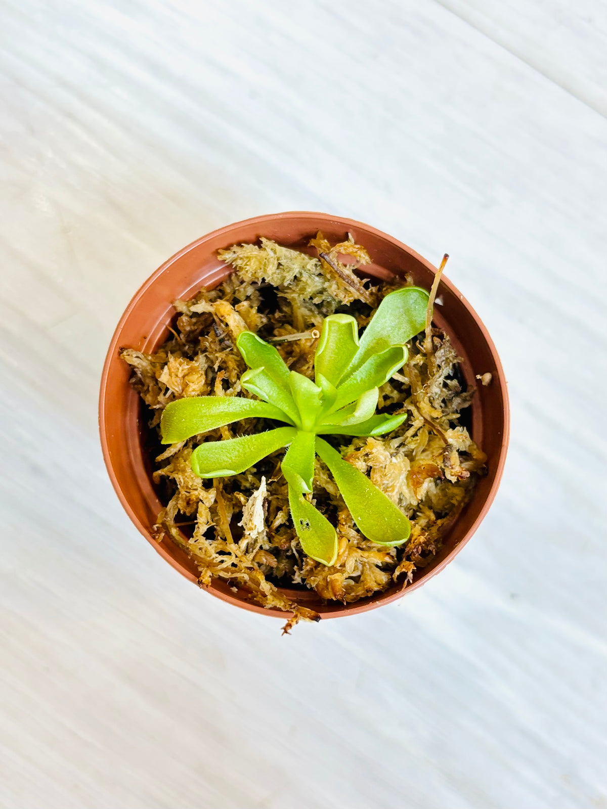 Rosy-Lavender Butterwort