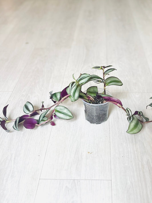 Zebrina Tradescantia
