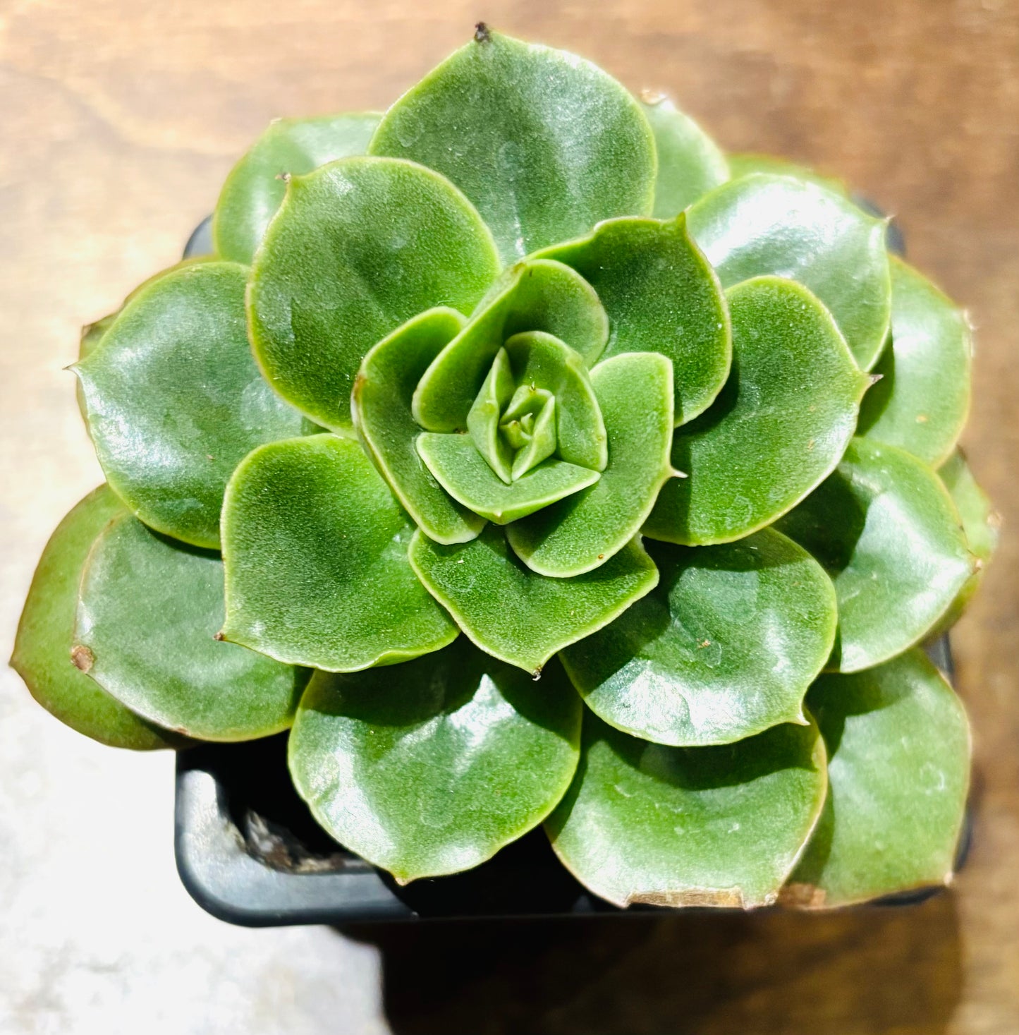 Succulents - Assorted 3"