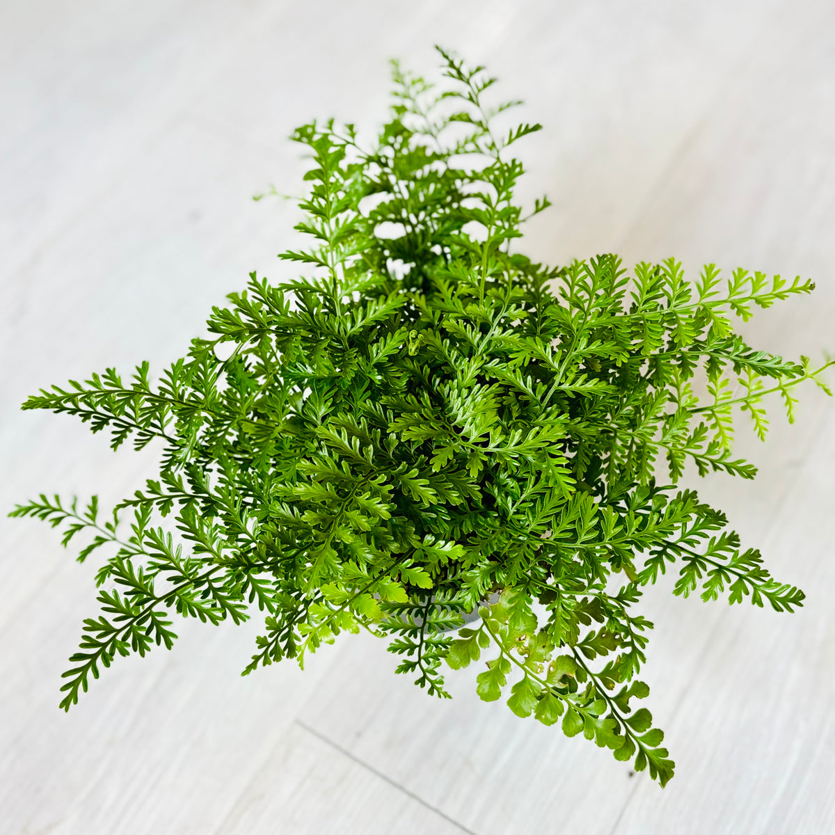 Austral Gem Fern
