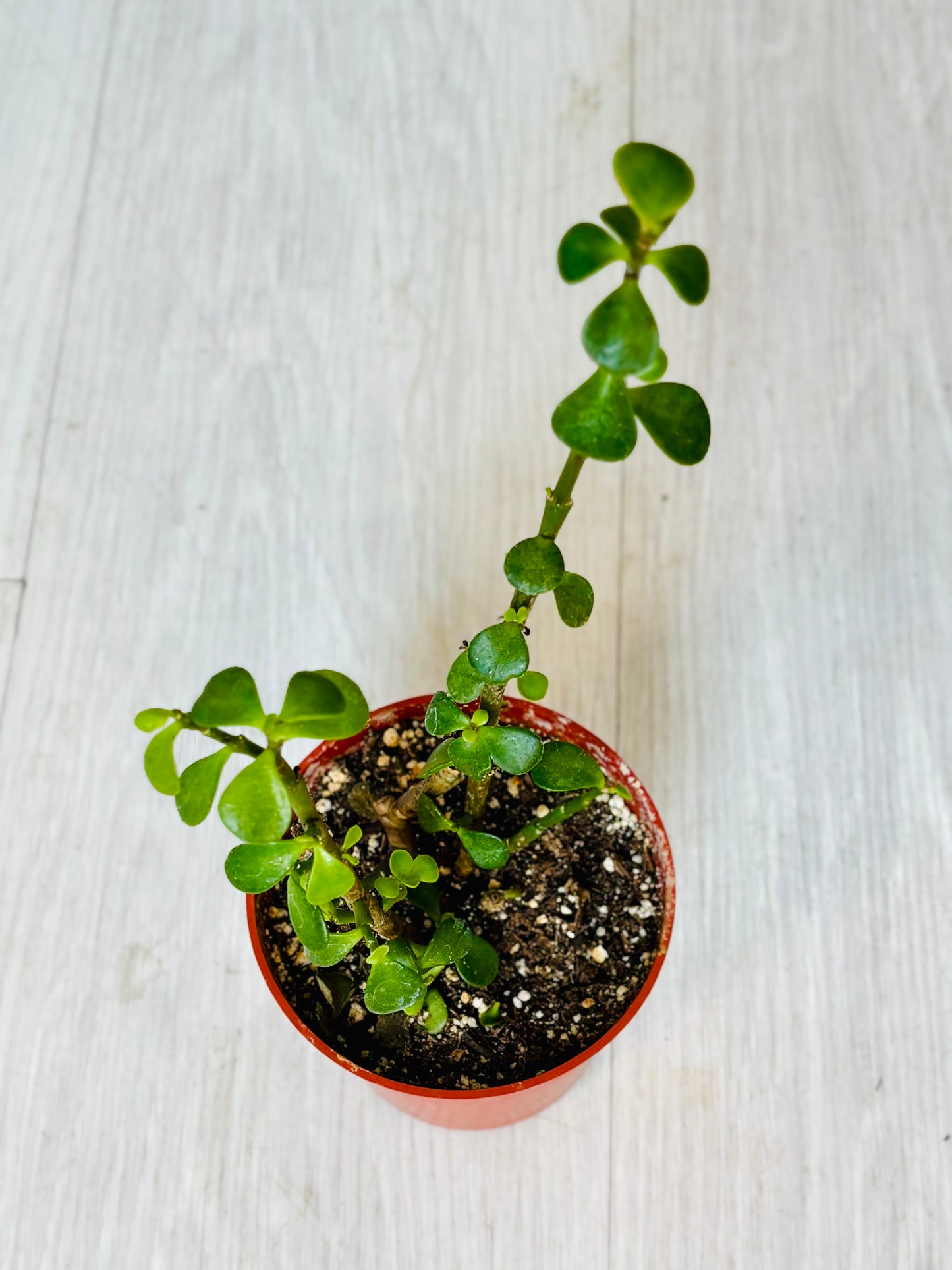 Succulents - Assorted 4"