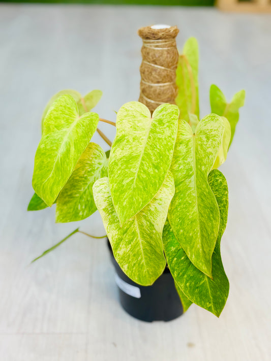 Painted Lady Philodendron