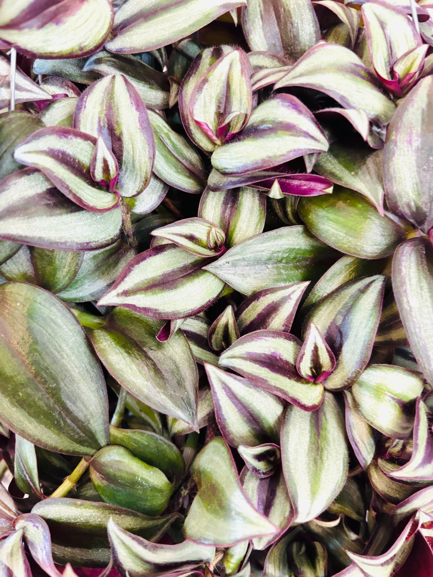 Zebrina Tradescantia