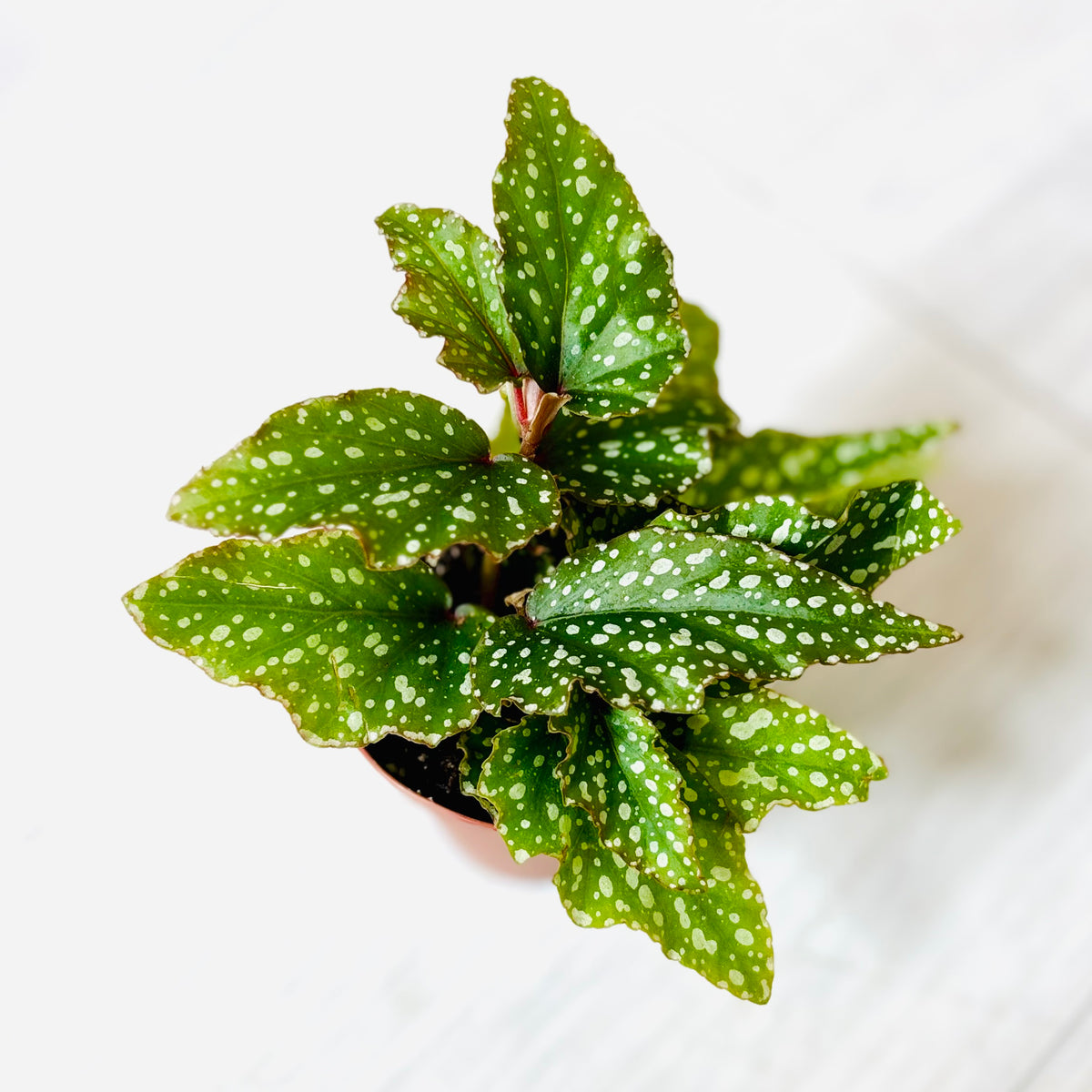 Houseplants - Assorted 2"