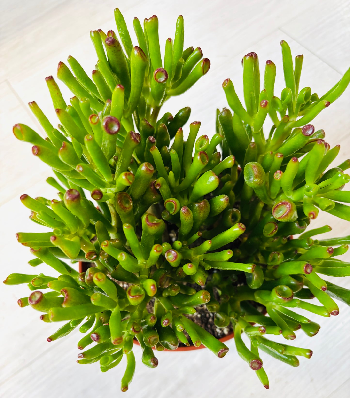 Gollum Jade