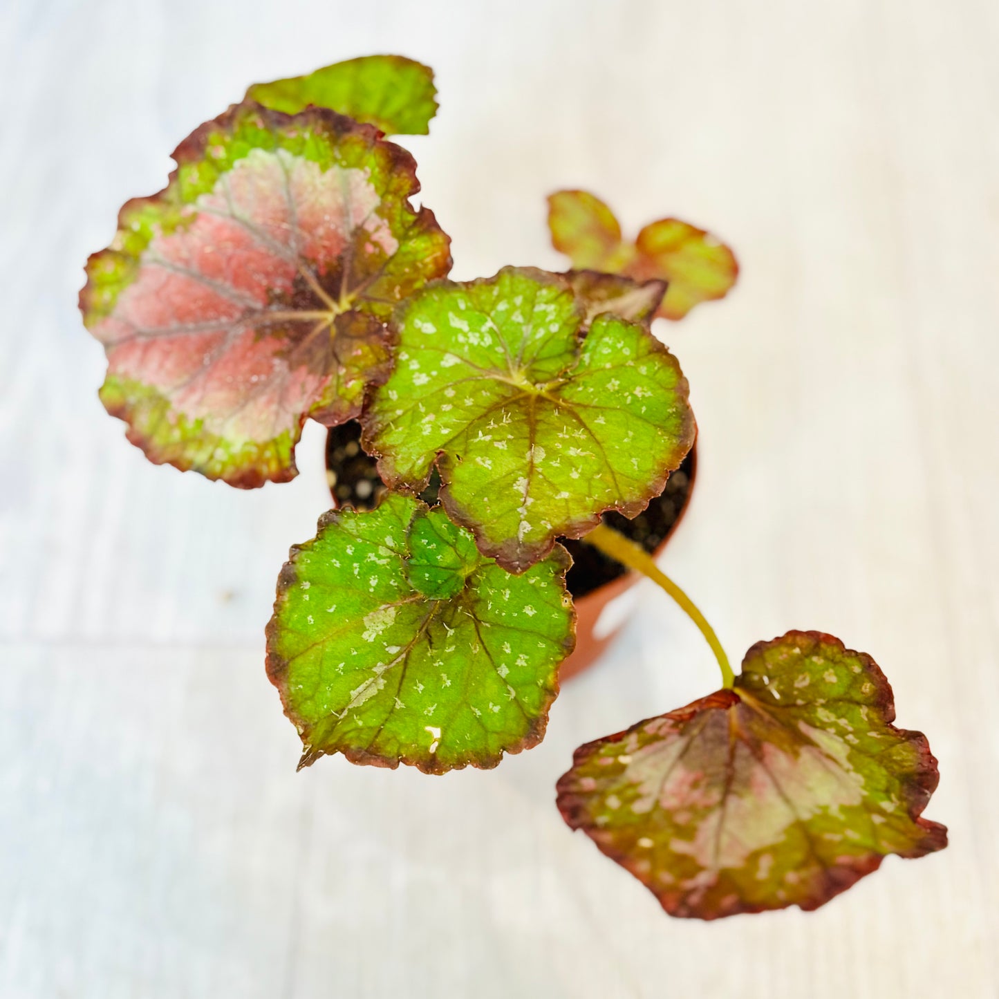 Rex Begonia