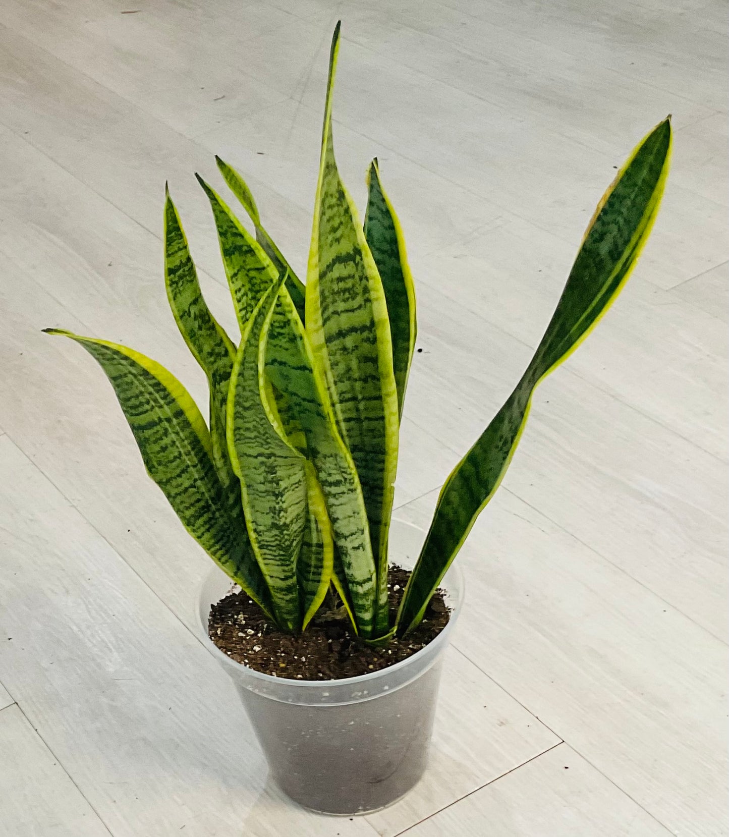 Laurentii Snake Plant