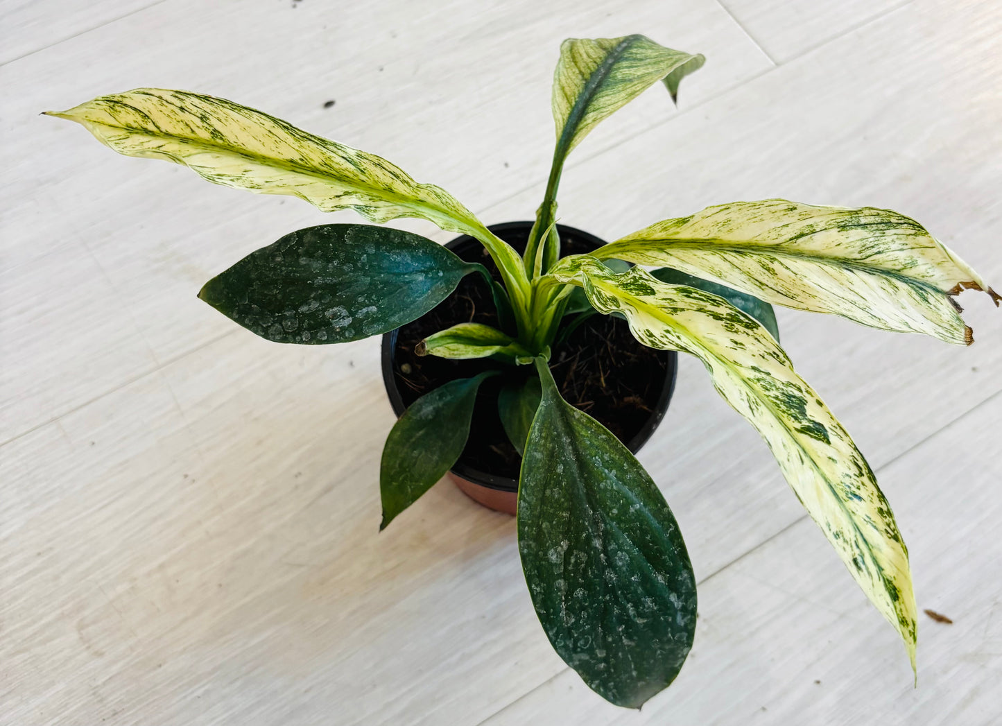Variegated Peace Lily