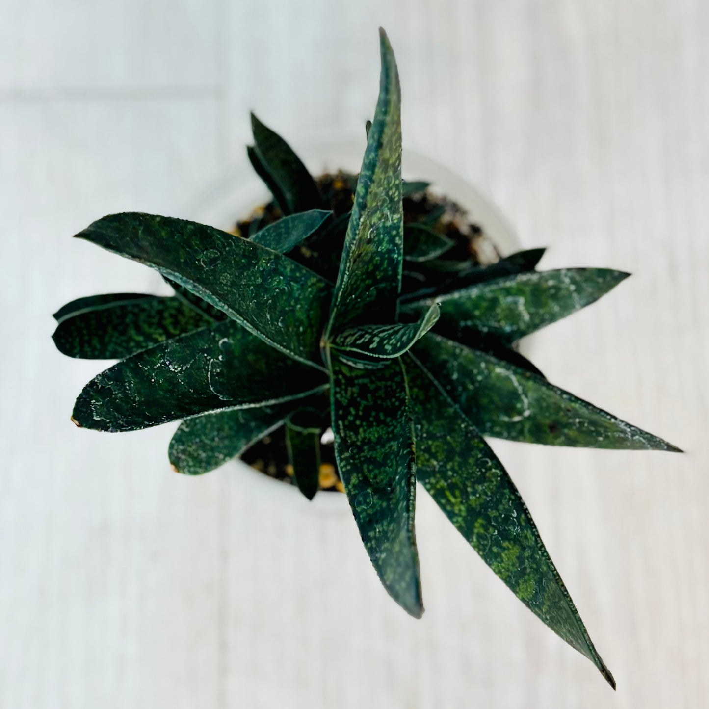 Succulents - Assorted 4"