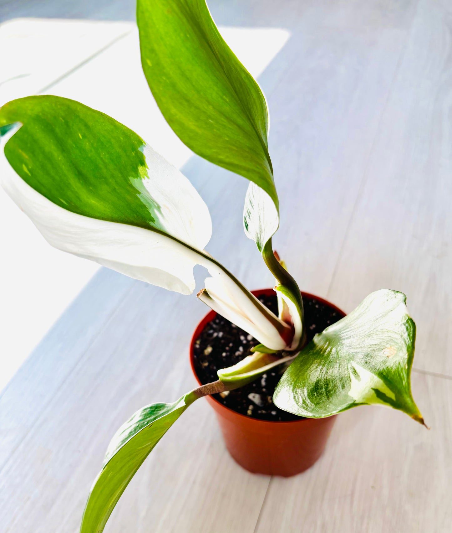 White Knight Philodendron