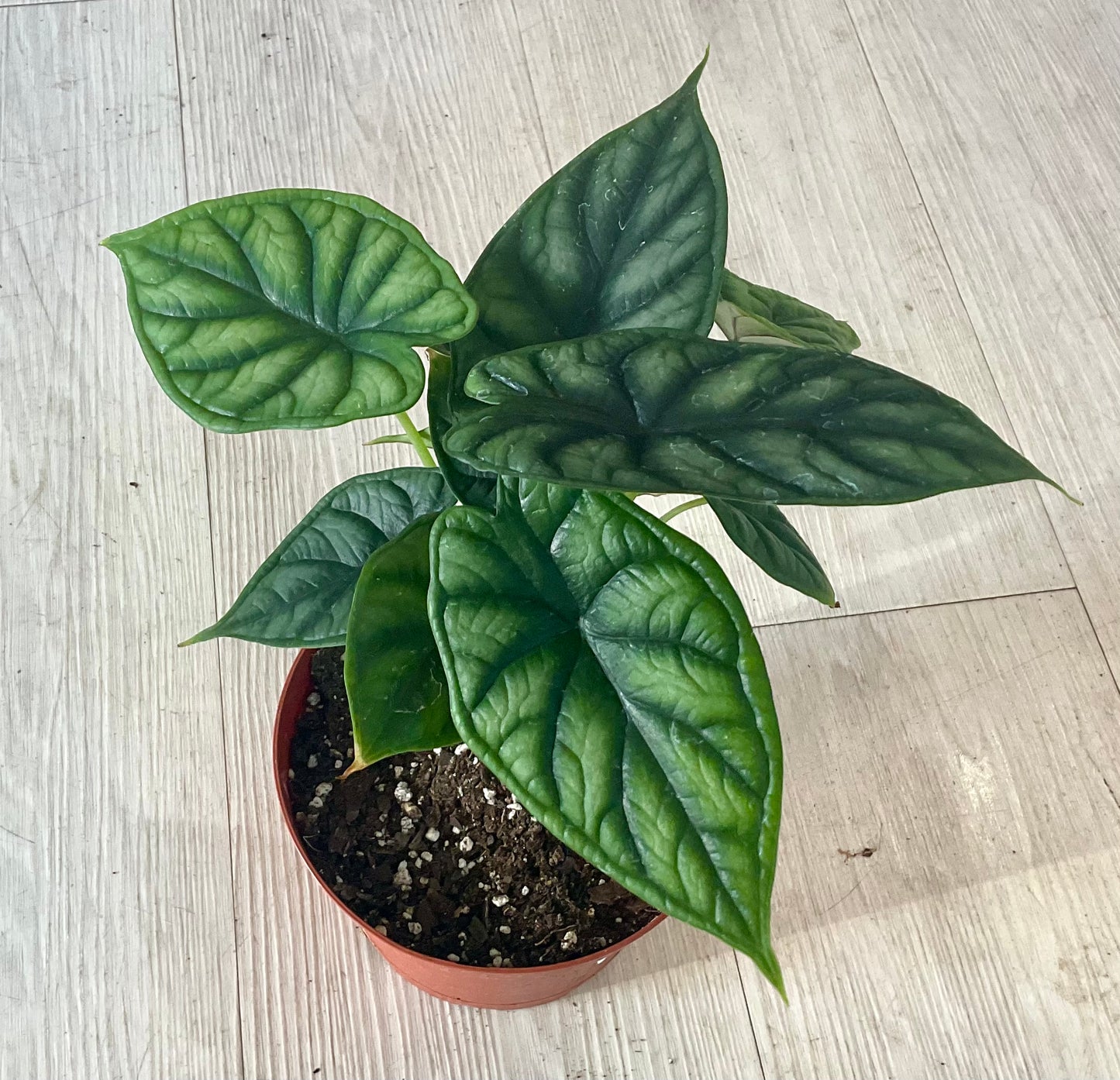 Dragon Scale Alocasia