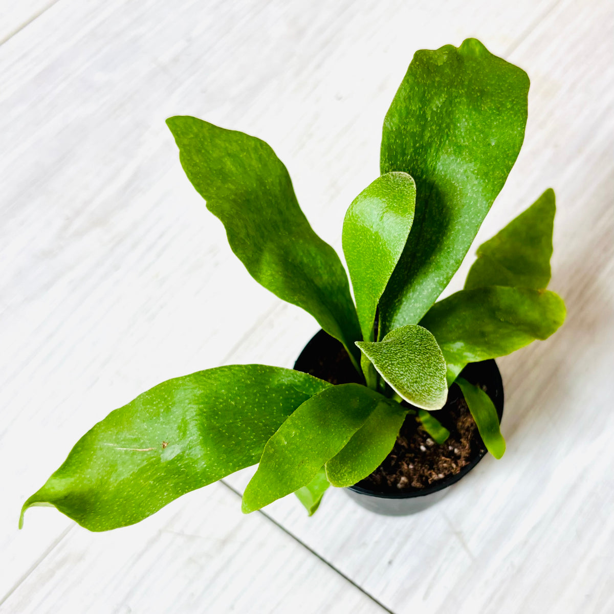 Houseplants - Assorted 2"