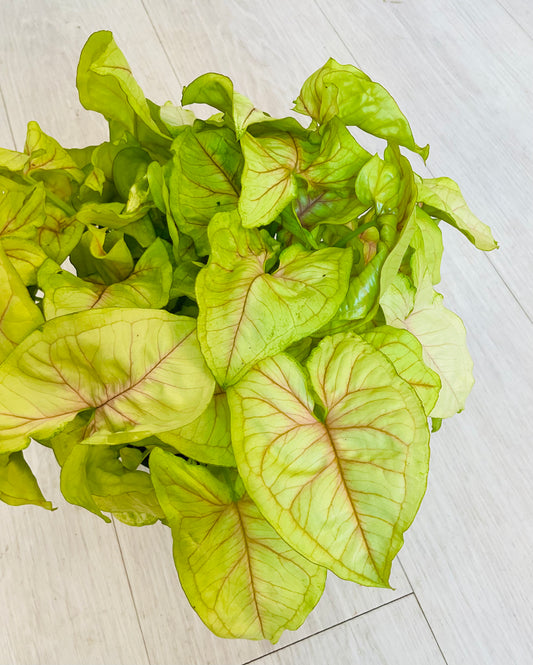 Berry Allusion Syngonium