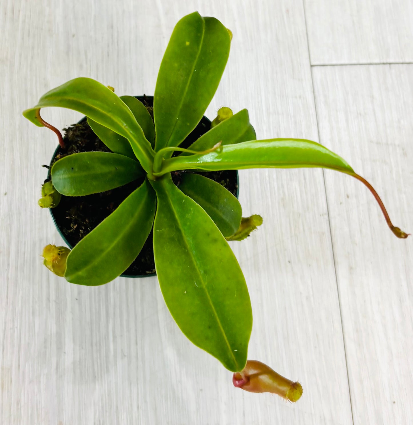 Nepenthes Pitcher Plant