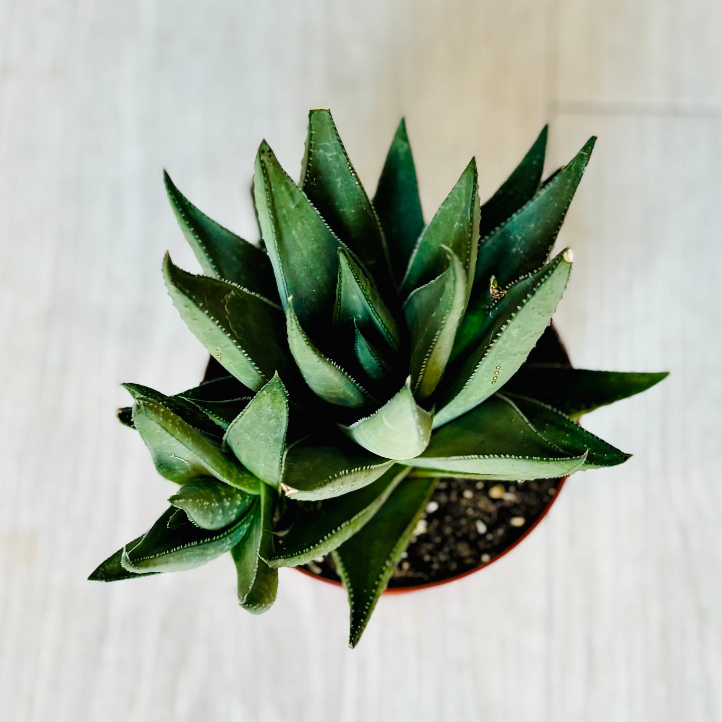 Succulents - Assorted 4"