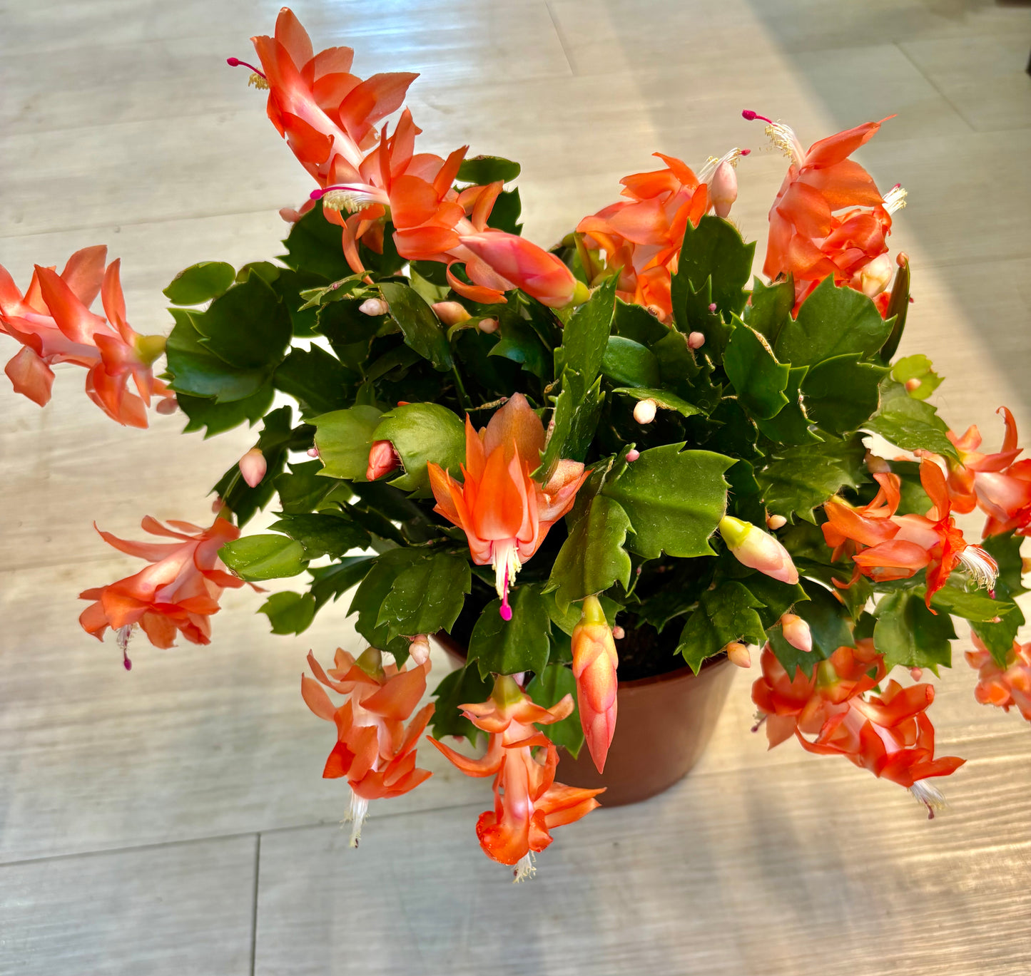 Thanksgiving Cactus