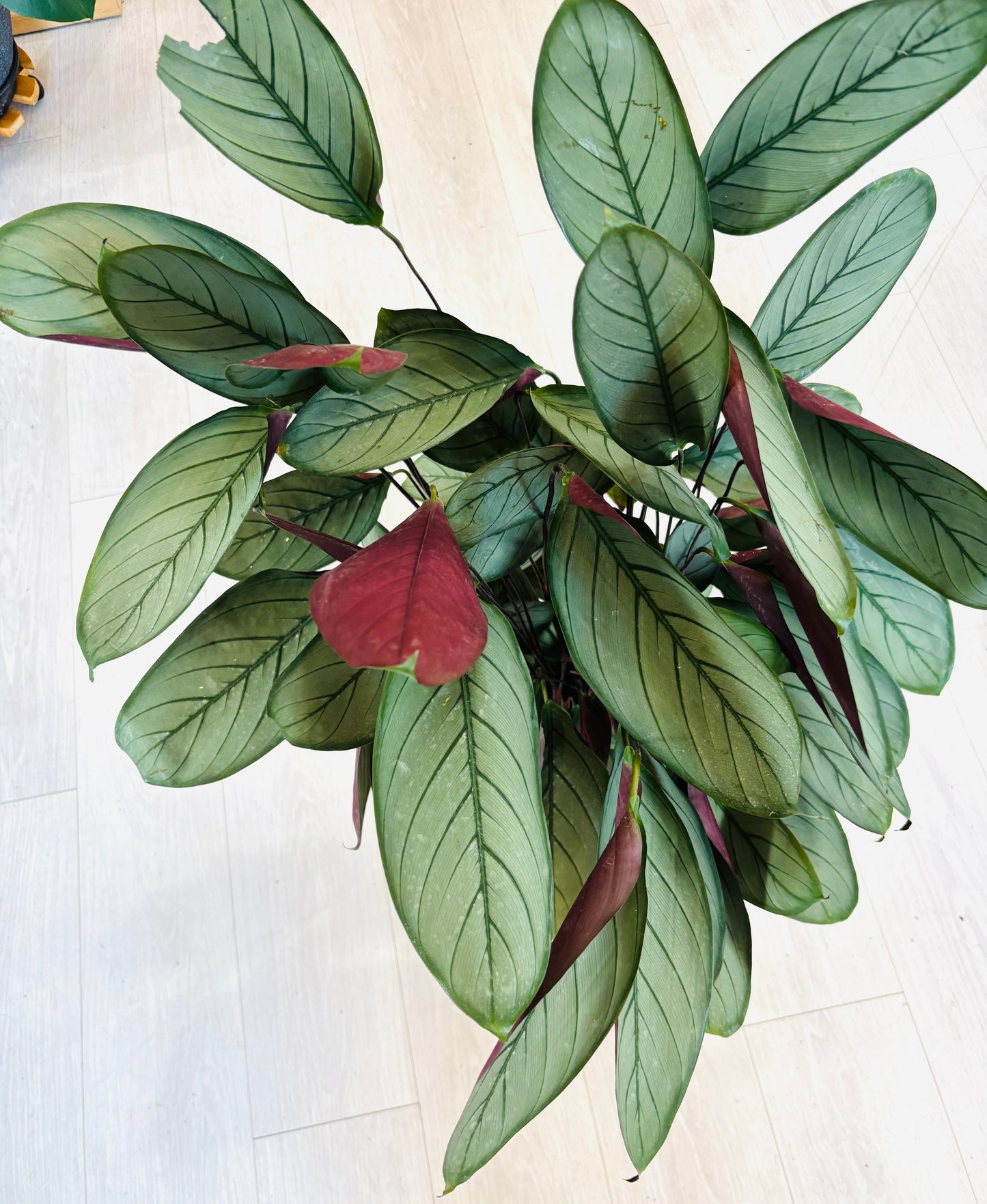 Grey Star Calathea