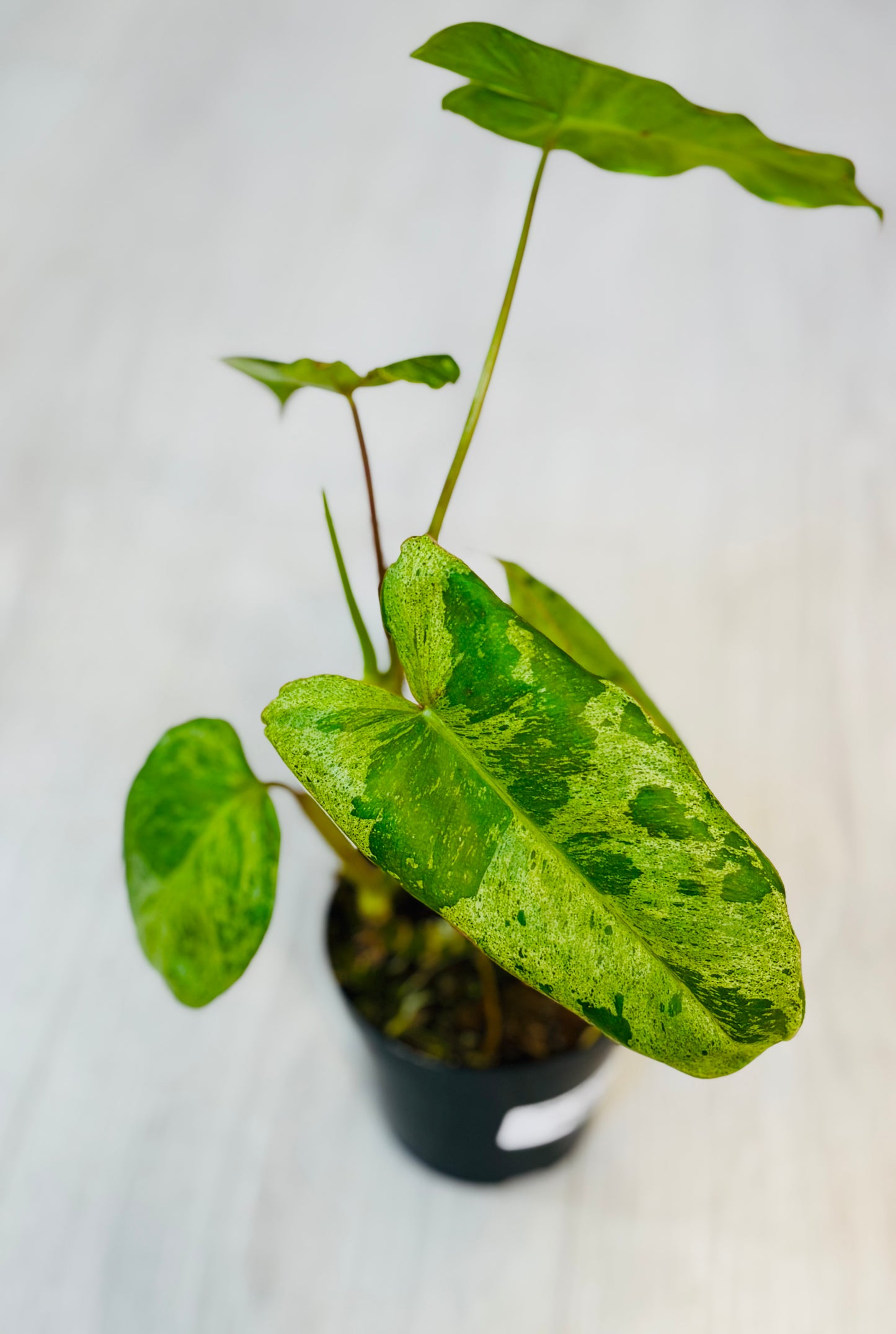 Paraiso Verde Philodendron