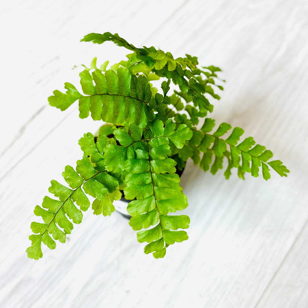 Houseplants - Assorted 2"