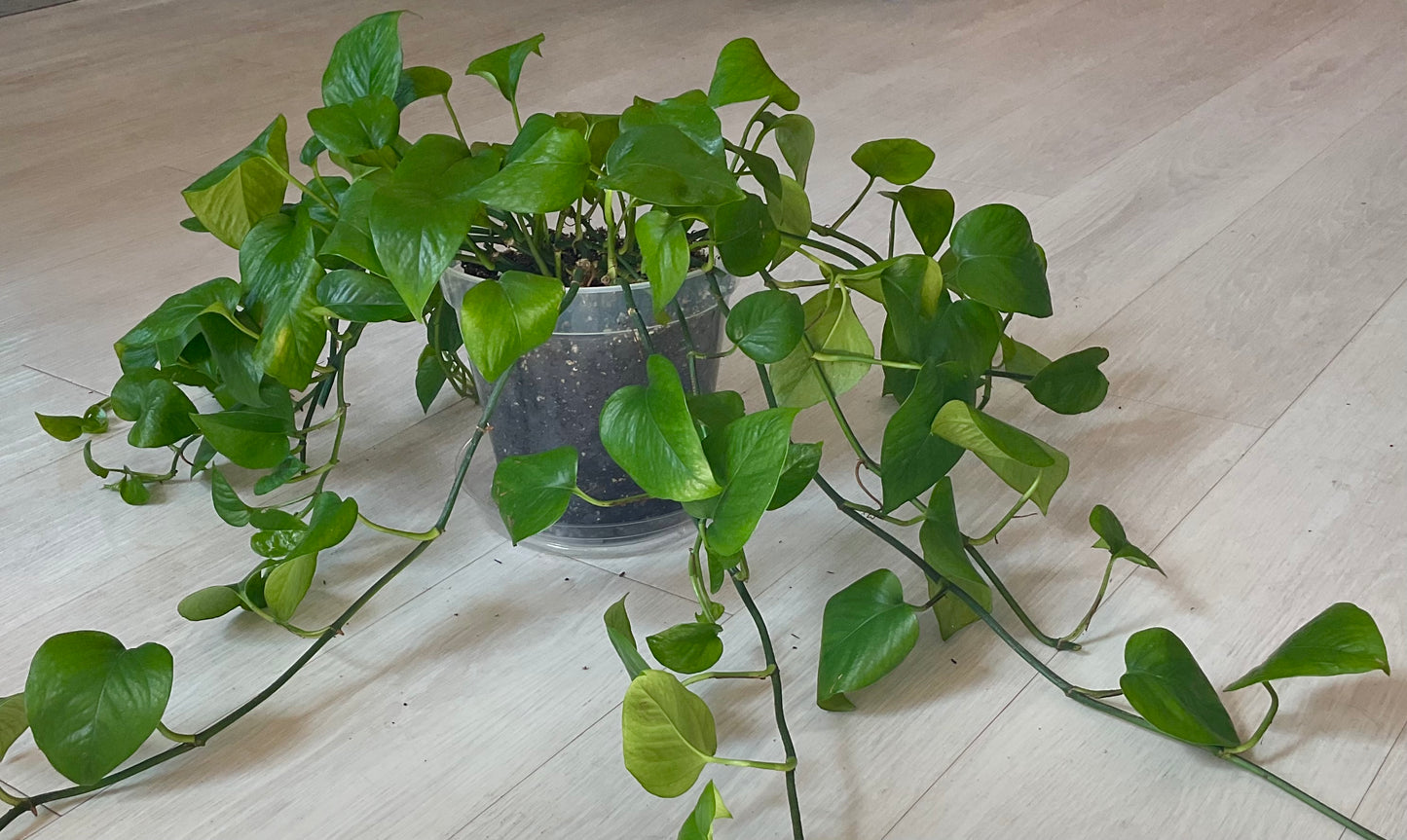 Jade Pothos