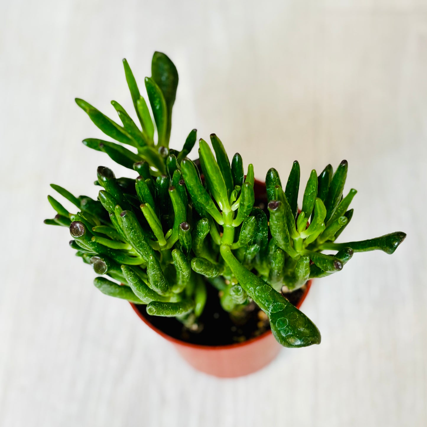 Succulents - Assorted 4"