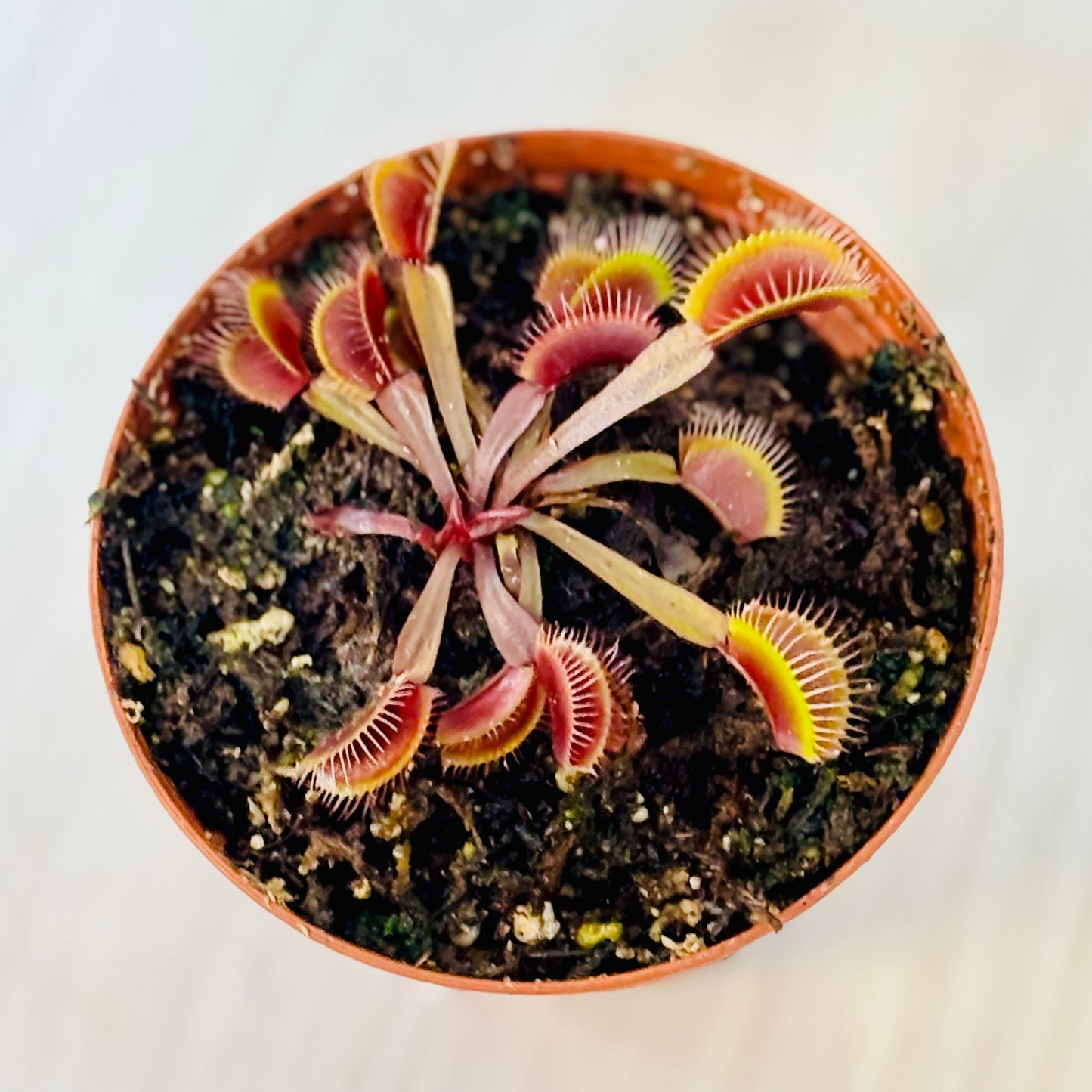 Akai Ryu Venus Fly Trap
