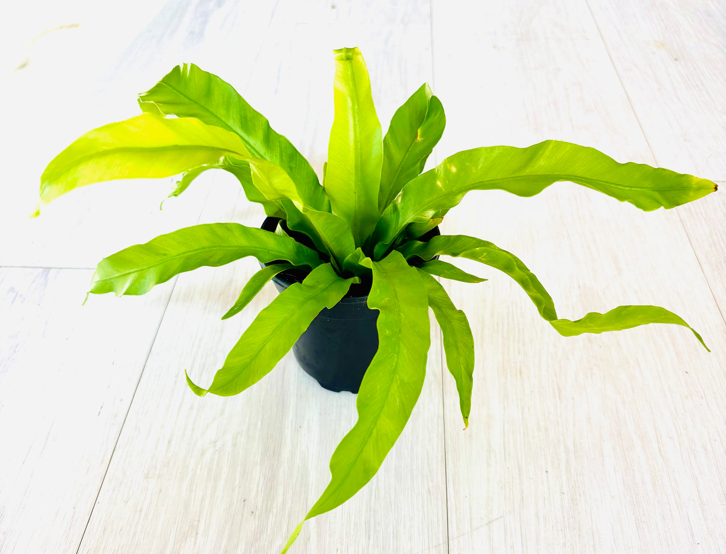 Birds Nest Fern