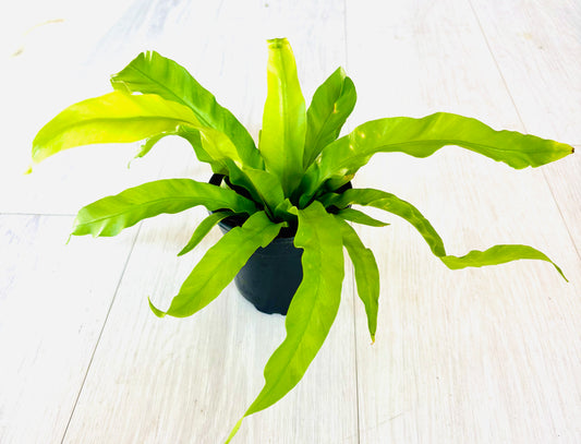 Birds Nest Fern