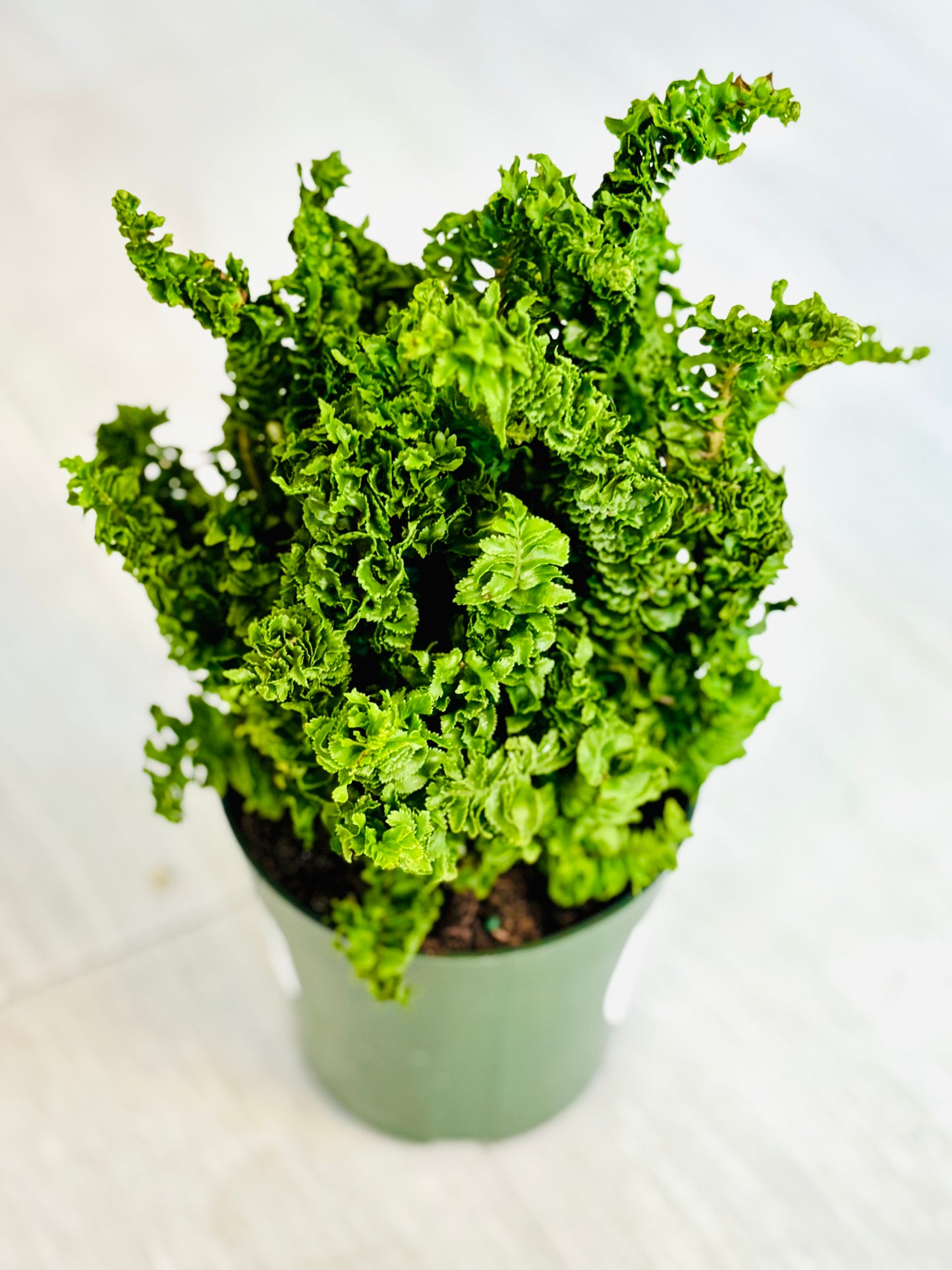 Curly Boston Fern
