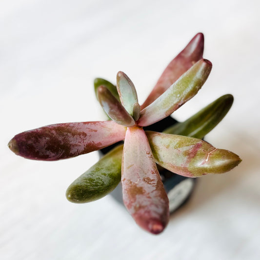 Succulents- Assorted 2"