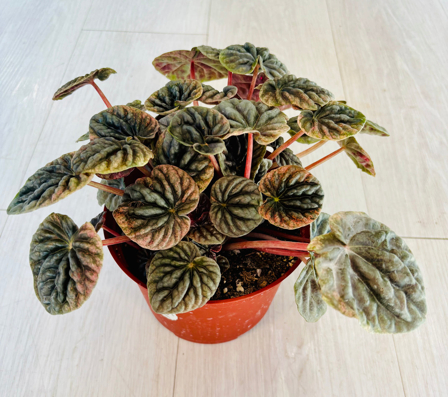 Abricos Peperomia