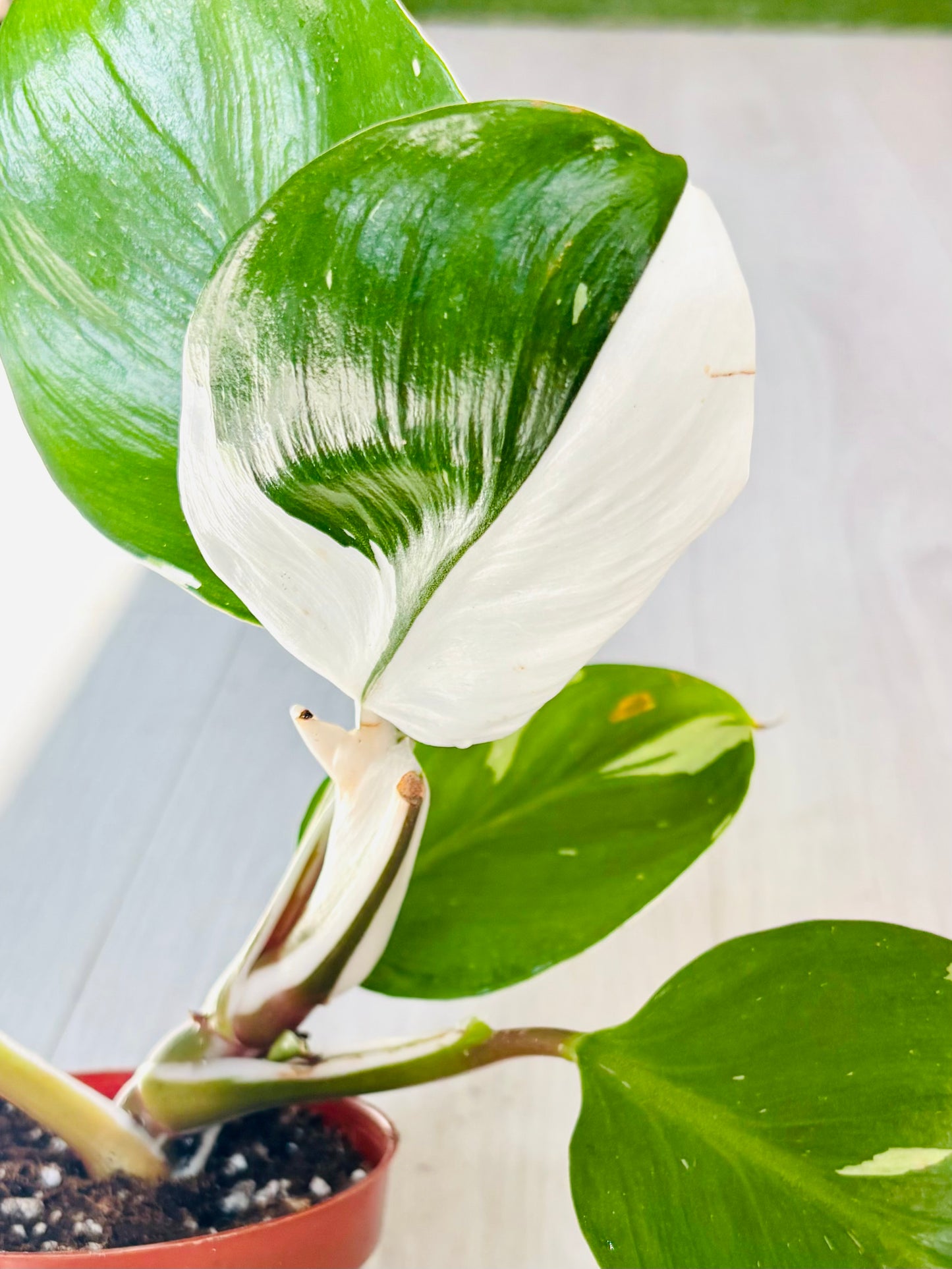 White Knight Philodendron