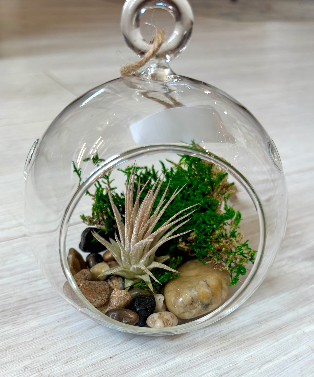 Hanging Airplant Terrarium Globes