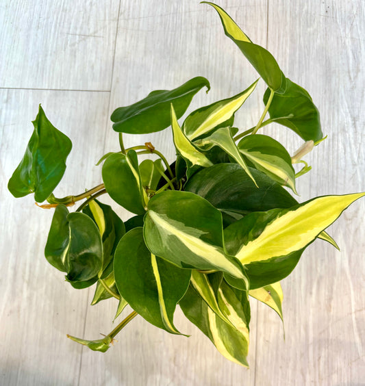 Silver Stripe Philodendron